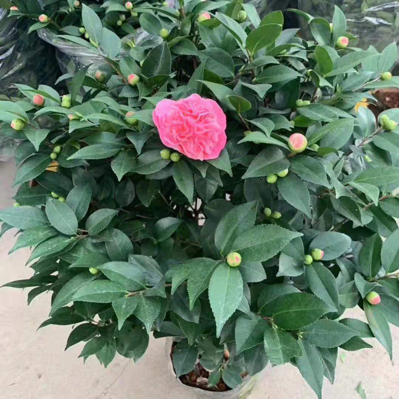 大量供应工程苗木室内盆栽绿植花卉 带花带苞 280#香茶花