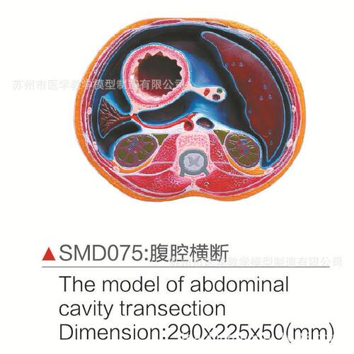 SMD075腹腔横断