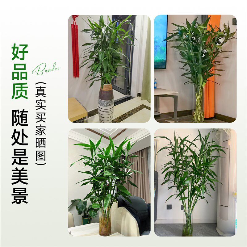 富贵竹水培植物竹子大盆栽客厅招财粗杆带根节节高室内水养绿植物