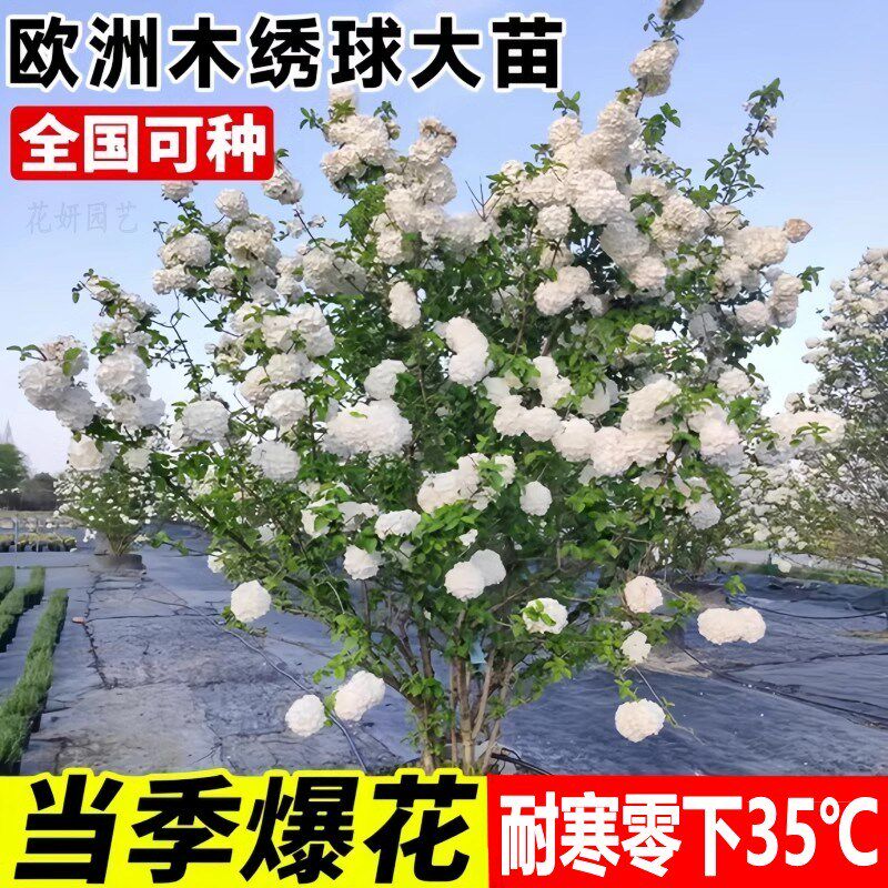 欧洲木绣球大苗盆栽花树耐寒乔木绣球欧洲玫瑰南北方庭院地栽风景