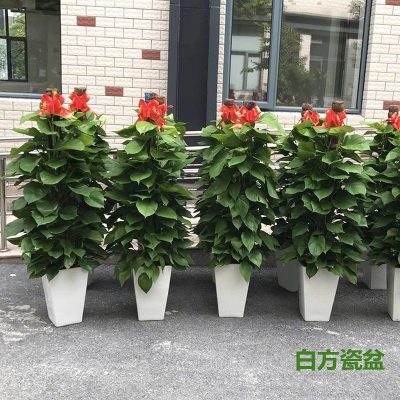 大绿萝盆栽室内绿箩客厅花卉净化空气吸甲醛 办公室绿植大型植物