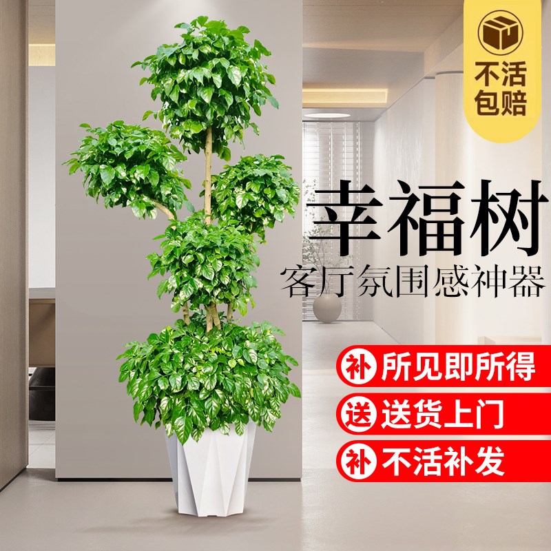 幸福树客厅盆栽大型办公室四季常青盆景新家吸甲醛净化空气好植物