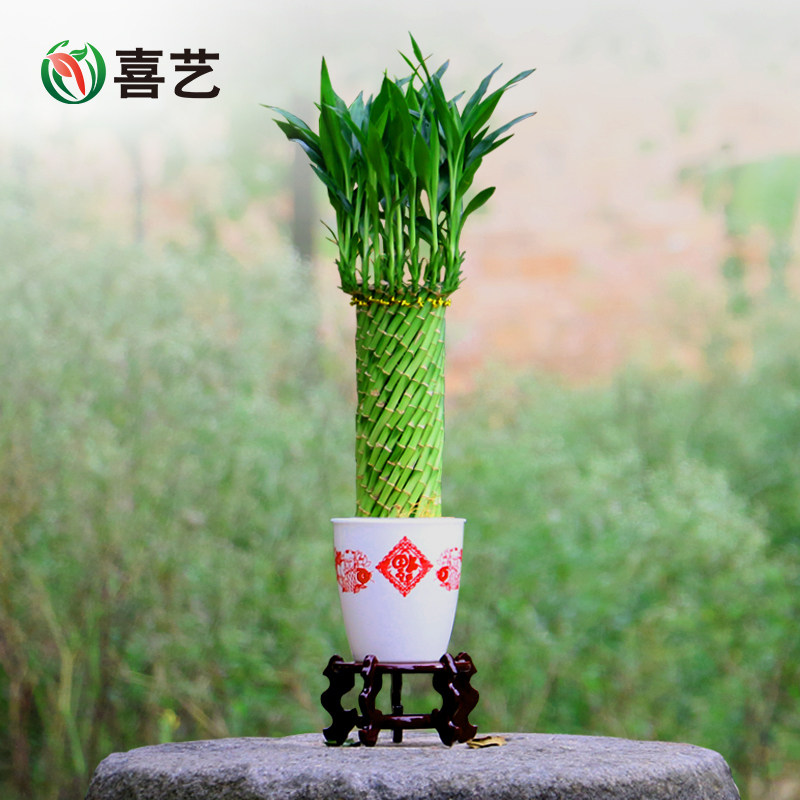喜艺富贵竹植物办公室盆栽室内桌面水养小绿植盆景净化空气防辐射