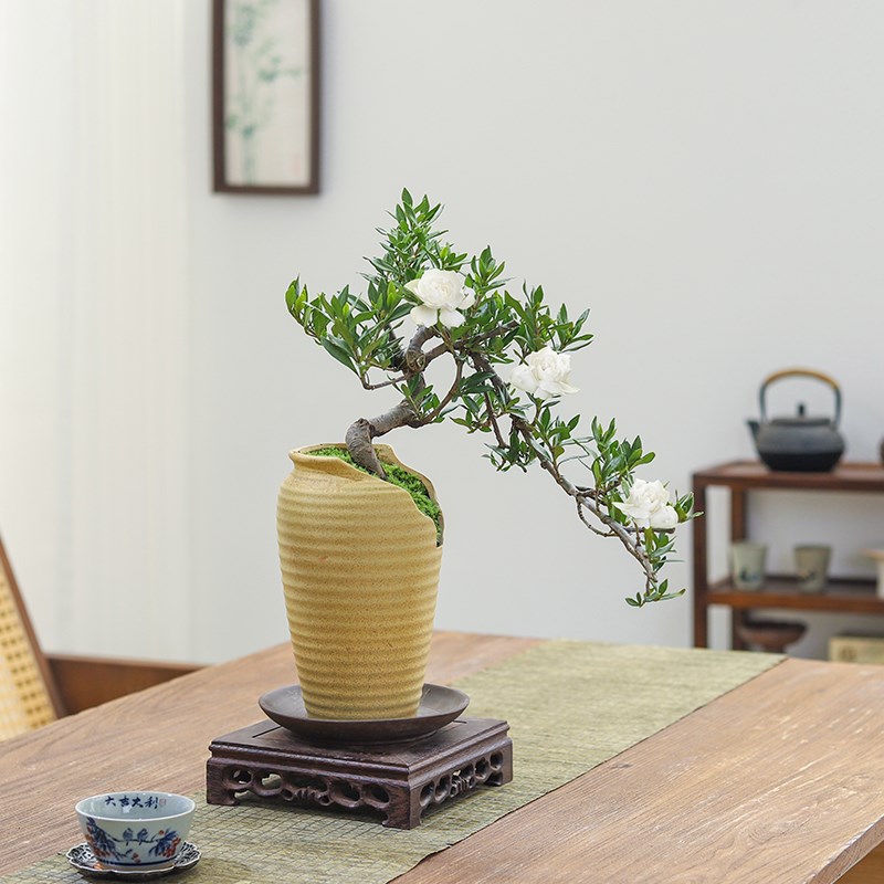 栀子花悬崖飘枝造型盆景室内客厅书房桌面绿植花卉盆栽阳台老桩