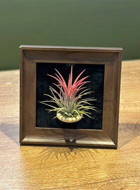 法式装饰画空气凤梨支架植物相框装饰画客厅书房桌摆软装北欧摆件