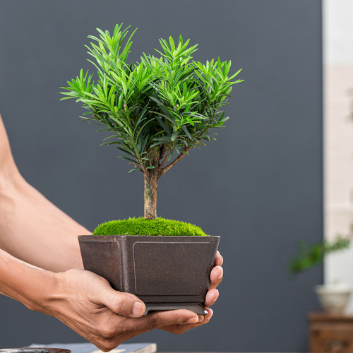 罗汉松盆景造型植物摆件室内四季常青绿植中式桌面好养活老桩盆栽
