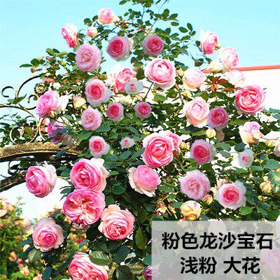 蔷薇花苗藤本月季特大花四季开花浓香庭院爬藤植物阳台花卉拱门花