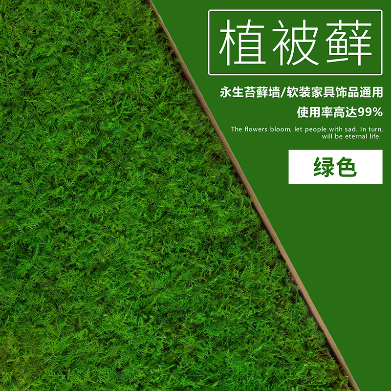 永生苔藓植物墙室内软装墙面新装饰仿真青苔DIY绿植盆景栽白发藓