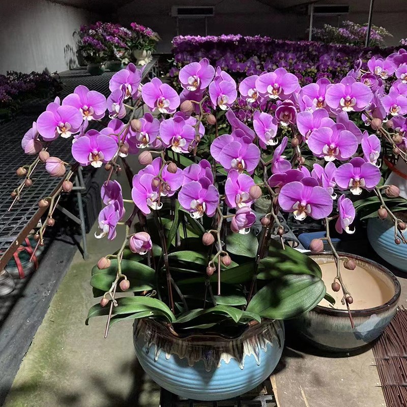 蝴蝶兰盆栽带花卉带花苞年宵花鲜花同城速递配送杭州广州上海北京