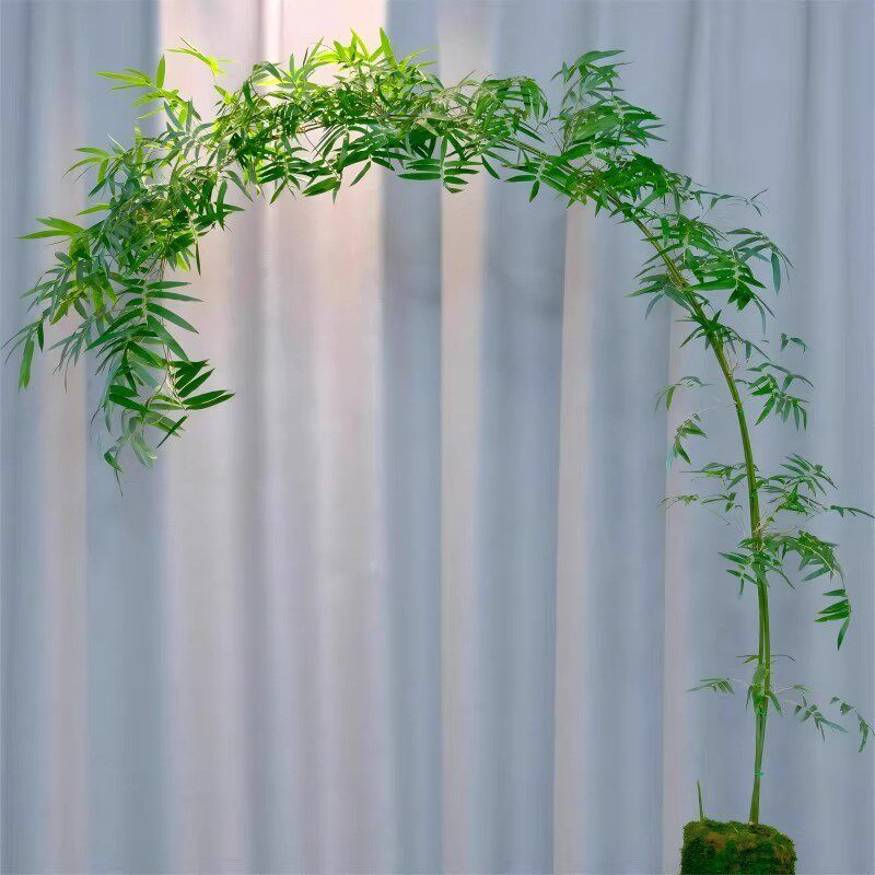 丛林版红观音竹直立大苗四季好养室内茶室竹子盆栽大型绿植盆栽