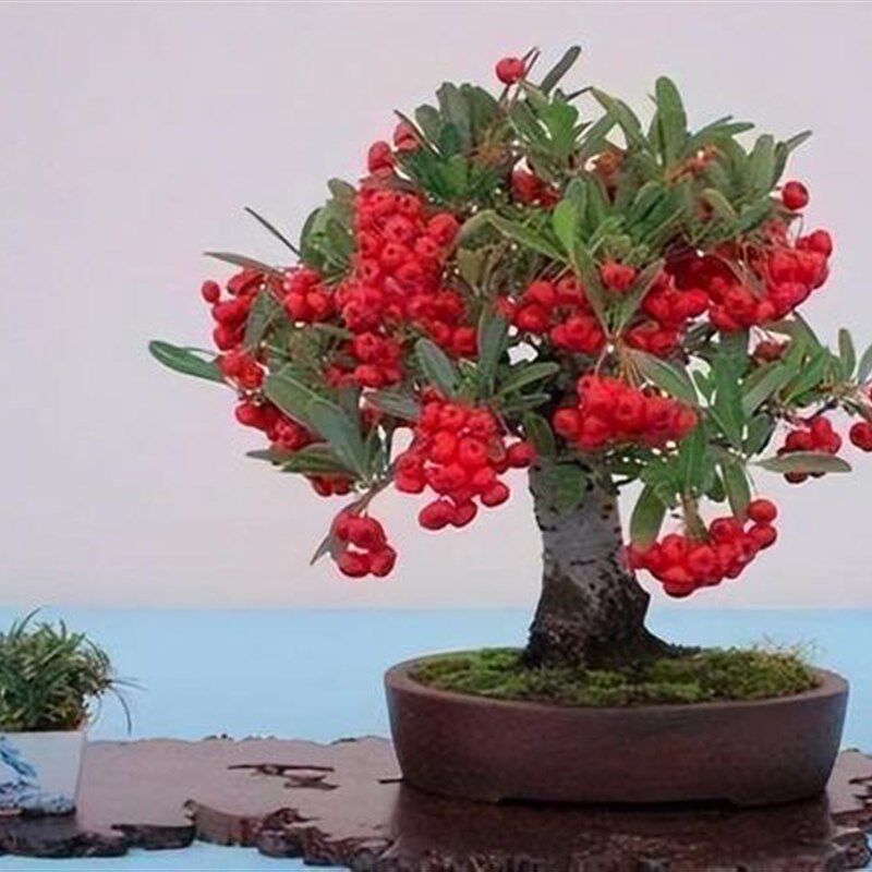 火棘盆景,韩国火棘,白花红果,赏叶赏果,开花结果盆景