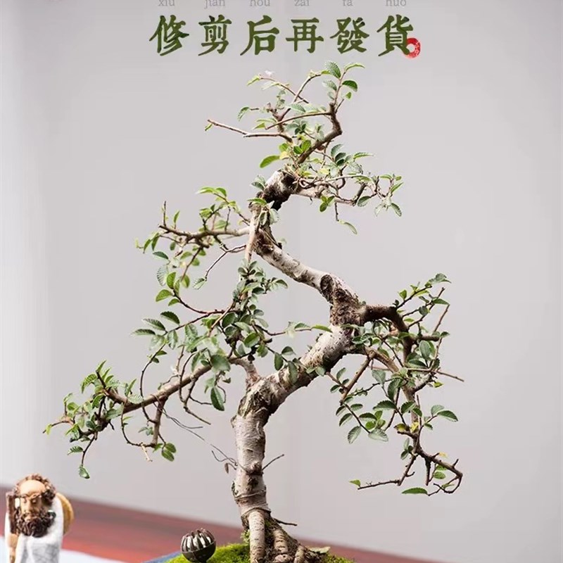 榆树老桩盆景摆件绿植家庭绿植室内办公室旺宅金钱造型植物盆栽
