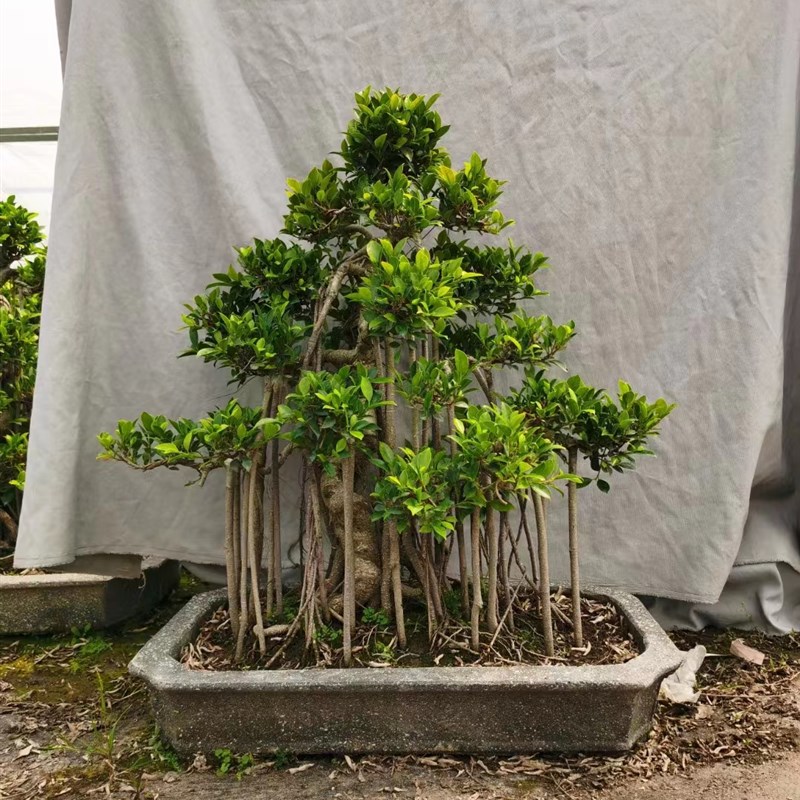 老桩四季常青招财守财金钱榕虎皮榕气根榕树造型盆景