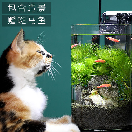 生态瓶微景观小型办公桌面鱼缸造景斗鱼玻璃缸水族客厅创意免换水