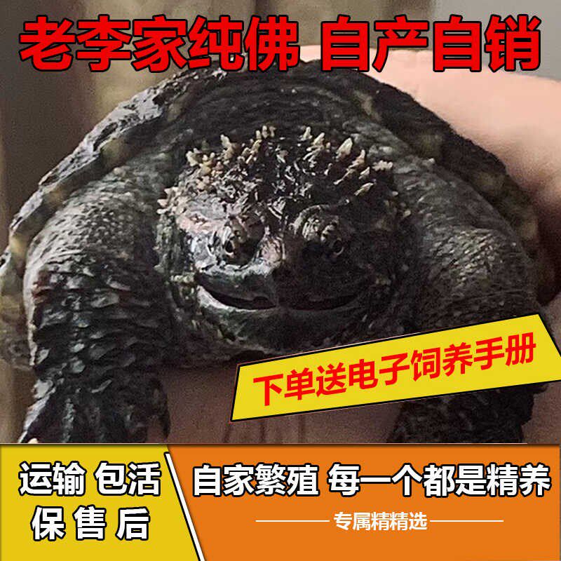 纯佛鳄龟鳄龟苗凶猛鳄龟宠物原种爆刺鳄龟野后杂佛北美鳄龟观赏龟