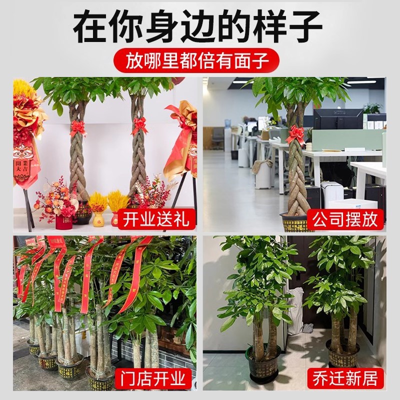 发财树客厅盆栽大棵步步高招财树室内大型绿植物办公室乔迁开业