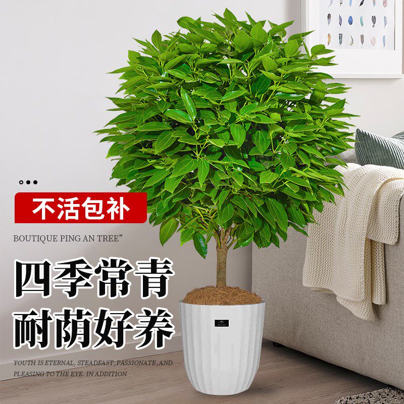 平安树客厅盆栽大型绿植室内老桩棒棒糖平安树好养新家吸甲醛植物