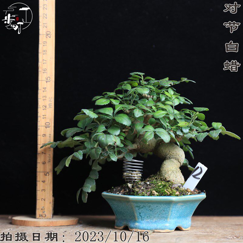 精品对节白蜡老桩矮霸造型盆景小品微型盆栽树桩熟桩茶桌室内植物