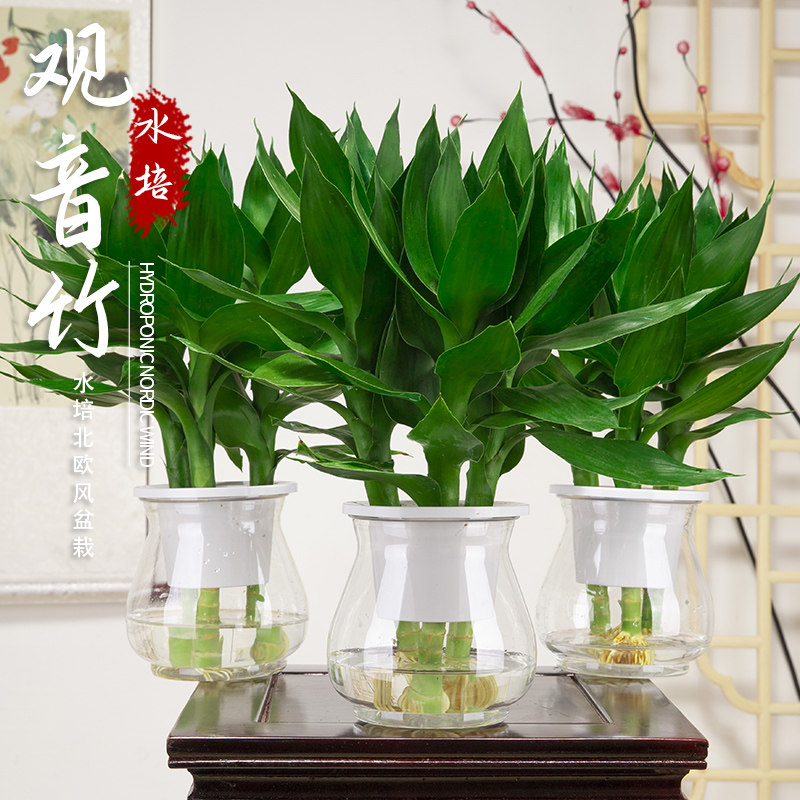 观音竹富贵竹水培植物客厅花卉绿植绿萝室内盆栽转运竹子水养好养