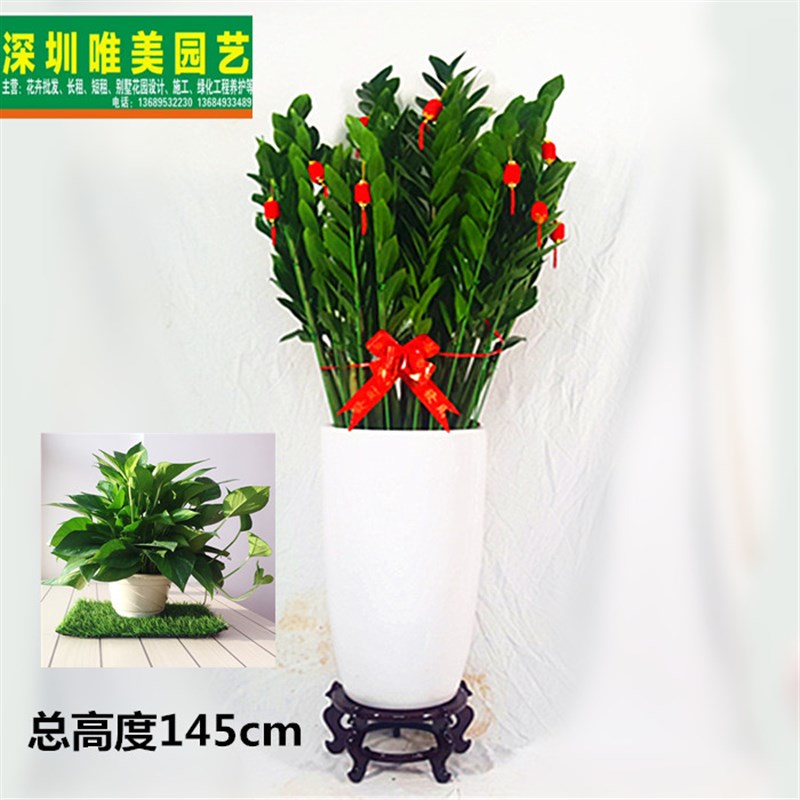 金钱树盆栽大绿植物花卉吸甲醛室内公司开业乔迁送礼深圳新品包邮