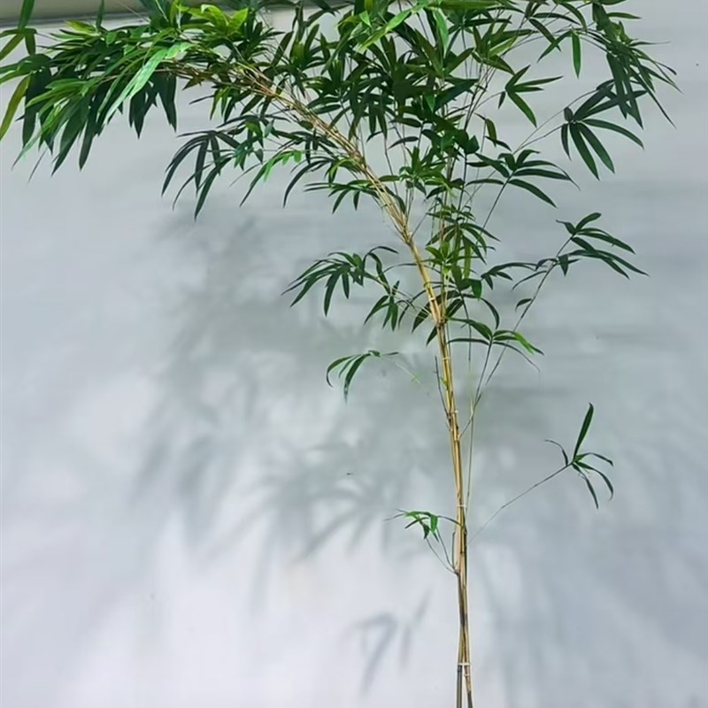 富贵竹绿观音玉竹竹子盆栽茶桌前台接待室客厅背景墙大型竹子竹苗
