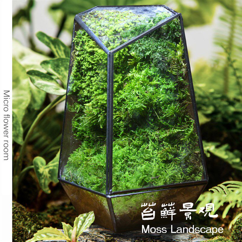 【国外景观】苔藓植物微缩森林雨林缸玻璃生态瓶景观礼品送领导