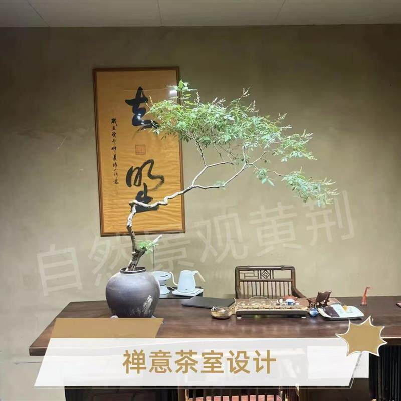 黄荆老桩苗室内树室外造景茶几绿植树飘枝盆景素材摆件客厅