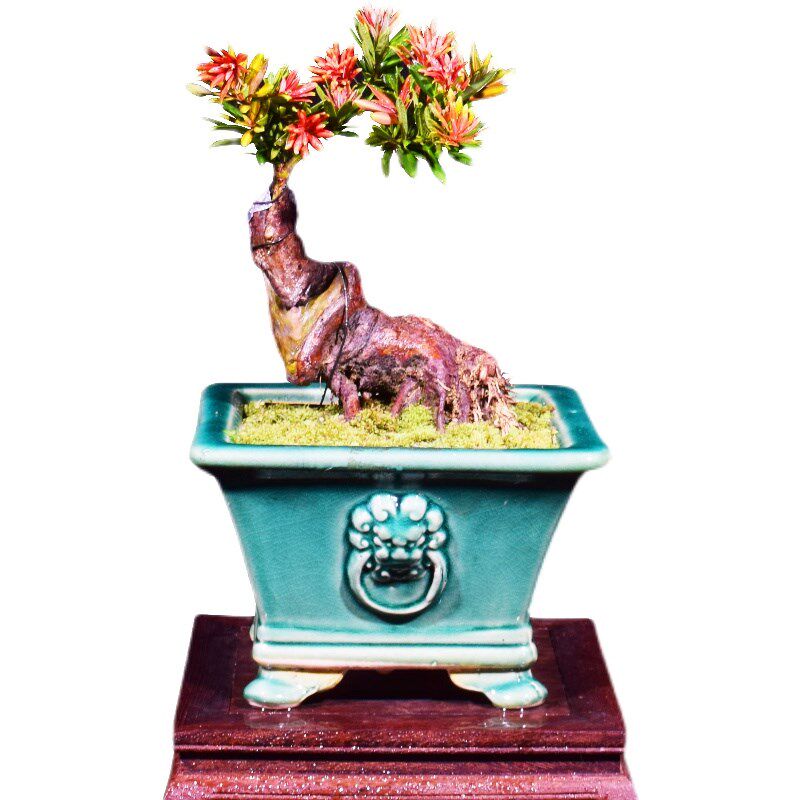 新品海岛血红芽金彩小红帽罗汉松盆景素材四季盆栽植物窗庭院阳台