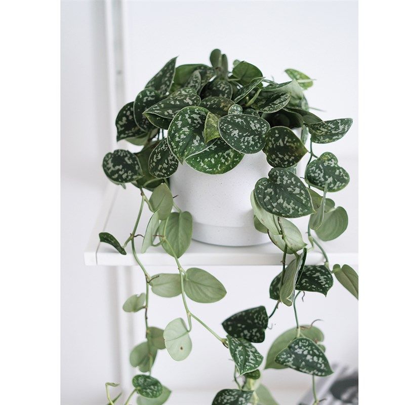 植物私生活 小叶银斑葛 花叶绿萝 常绿植物 室内垂吊植物
