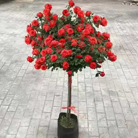 树桩月季花苗特大花庭院植物嫁接四季树状棒棒糖月季树苗盆栽花卉