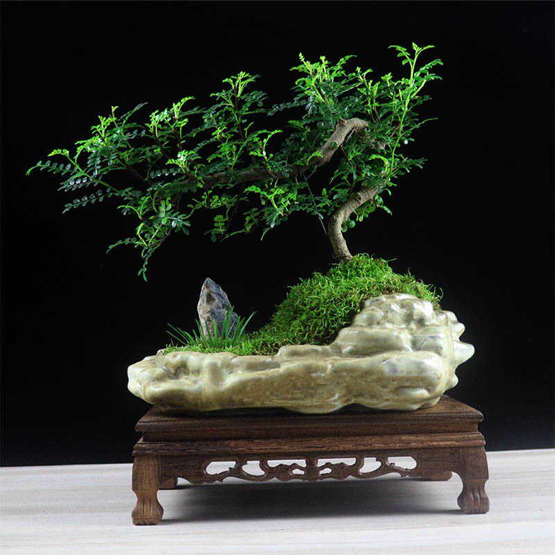 清香木盆景老桩胡椒木悬崖造型树桩山水假山植物室内桌面绿植盆栽