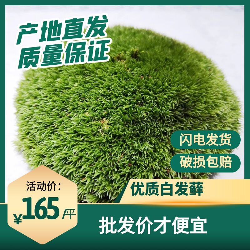 新鲜活白发藓 苔藓青苔趣味微景观造景 盆栽雨林缸创意diy装饰