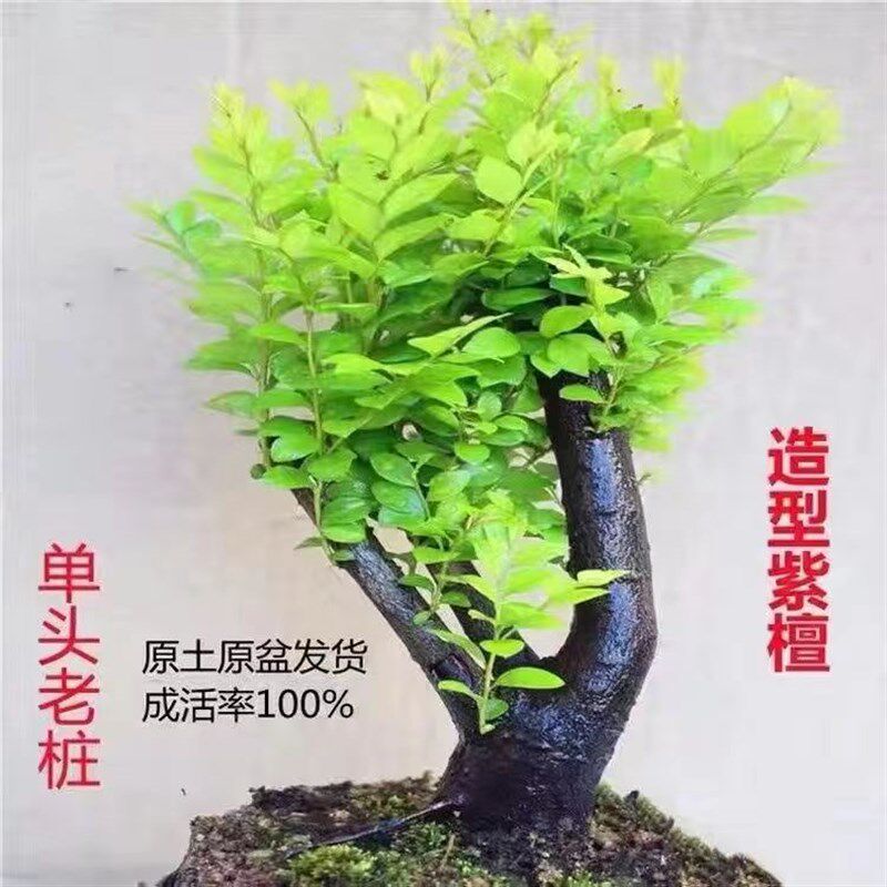 老桩小叶紫檀盆景树桩室内桌面客厅植物盆栽吸甲醛防辐射好养绿植