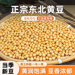 东北新黄豆新货非转基因黄小豆农家自种大豆生豆芽打豆浆专用