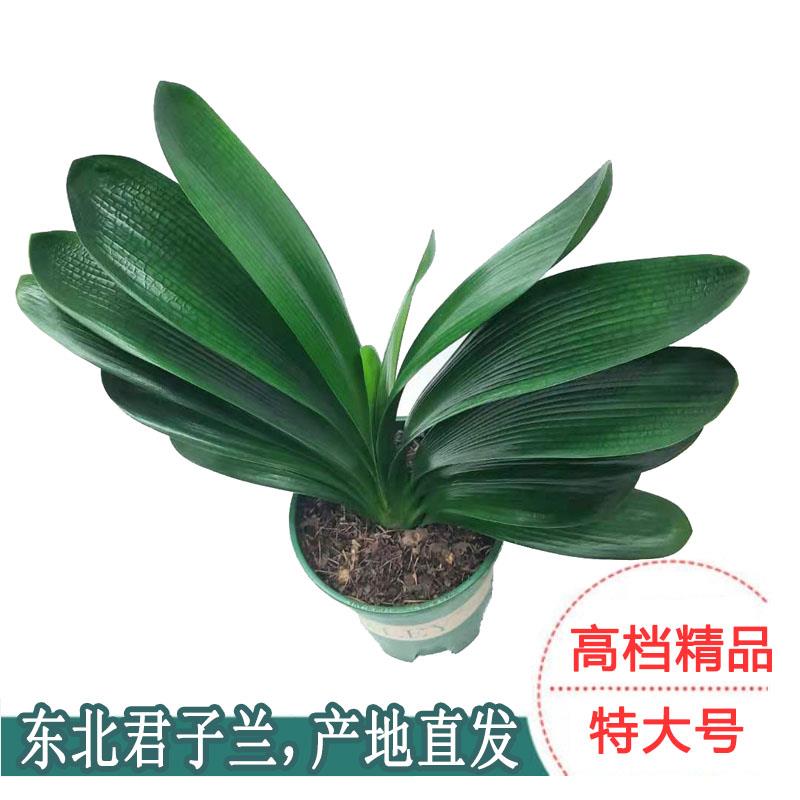 君子兰盆栽带花苞开花植物客厅室内精品花苗大棵苗含花苞绿植花卉