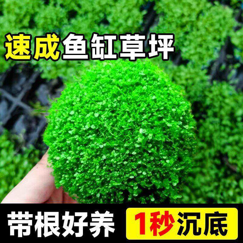 爬地矮珍珠水草日本趴地矮珍珠水草植物生态鱼缸造景专用净化水质