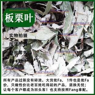 野生板栗叶栗树叶毛栗风栗栗子叶干品中药材草药100g包邮