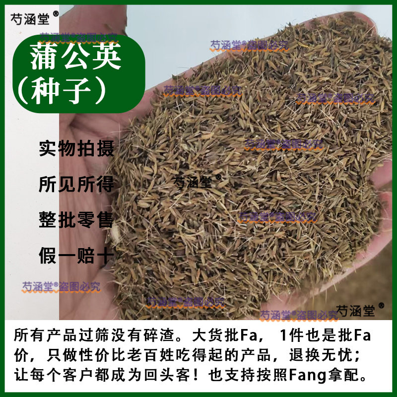 四季种籽蒲公英籽野菜婆婆丁种植药食用种四季播种多年生种籽蔬菜