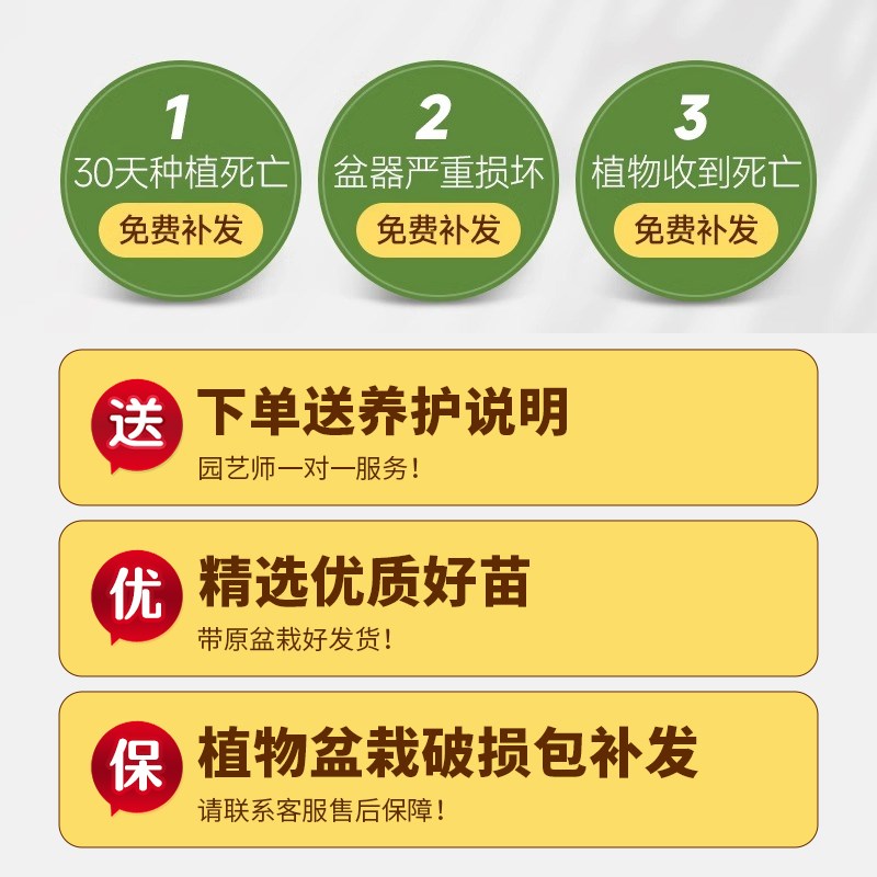 金边虎皮兰绿植客厅大盆栽新房吸甲醛室内大型植物办公室花卉虎尾