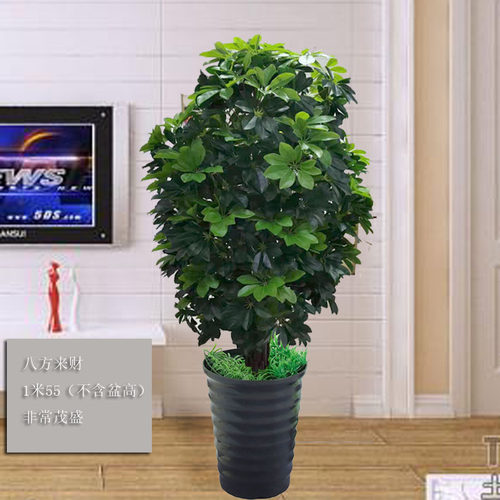 假发财树仿真植物招财盆栽客厅摆件塑料大型绿植室内装饰假花造景