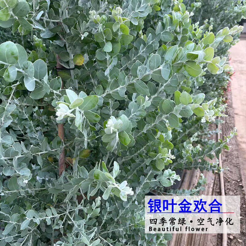 银叶金合欢盆栽绿植庭院花园配搭耐热耐寒四季常绿空气净化植物