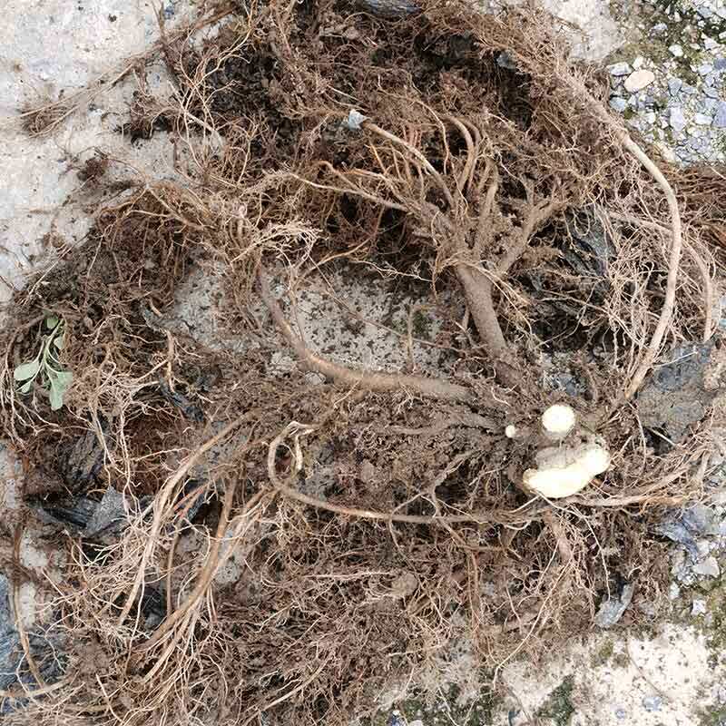 新鲜无花果树根茎须枝条1斤装药用现挖其他健康滋补煲汤药材原料