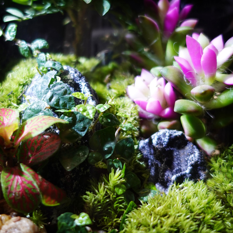 丘辰苔藓微景观生态瓶办公室内桌面绿植DIY造景观小摆件植物盆栽