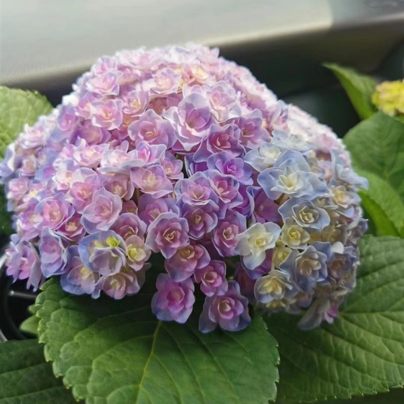 大苗二加美植袋卡伦芳醇有松无尽夏绣球花苗无尽夏四季开花绣球花