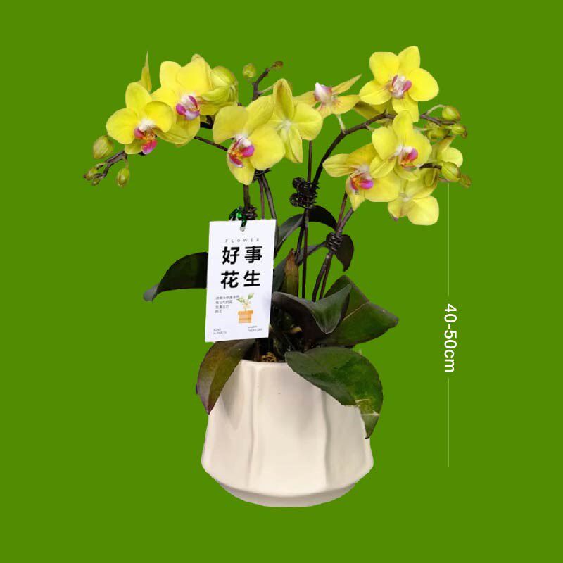 蝴蝶兰花苗带花剑带花苞盆栽兰花大苗客厅室内植物花卉