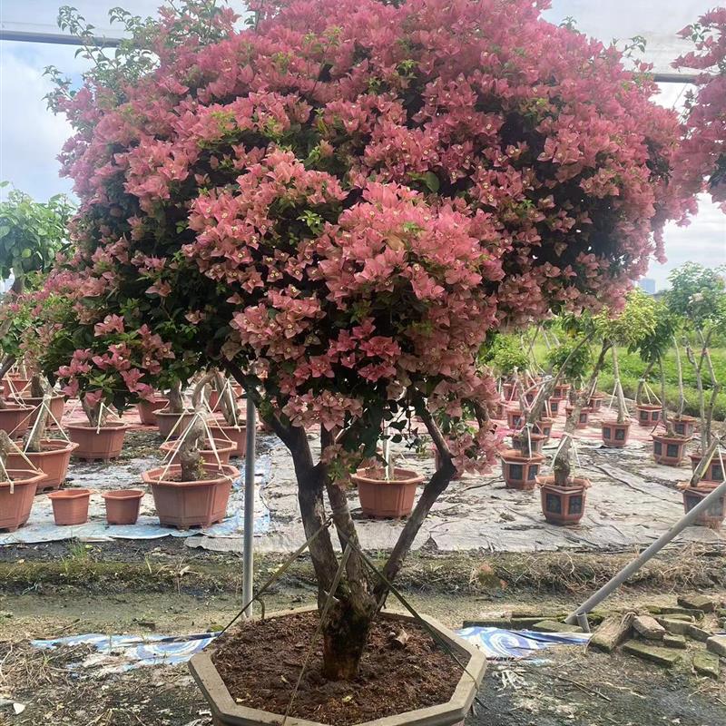三角梅盆栽老桩高飘树苗庭院植物四季开花一物一拍改价专用链接
