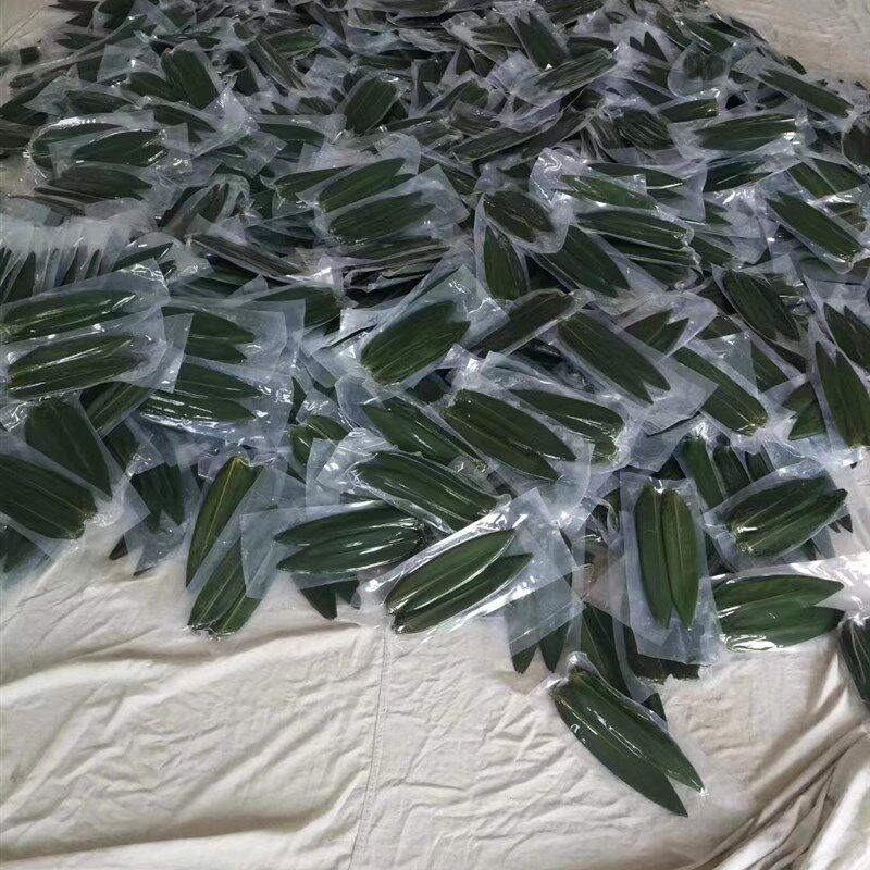 粽子叶100片新鲜青竹叶箬叶纯天然寿司料理烤肉装饰用小粽叶真空