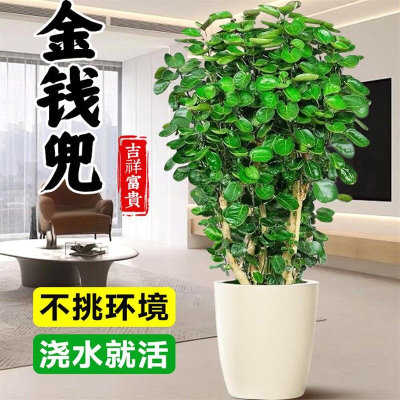 金钱兜发财树大型绿植客厅室内盆栽金钱树圆叶福禄桐落地植物真花