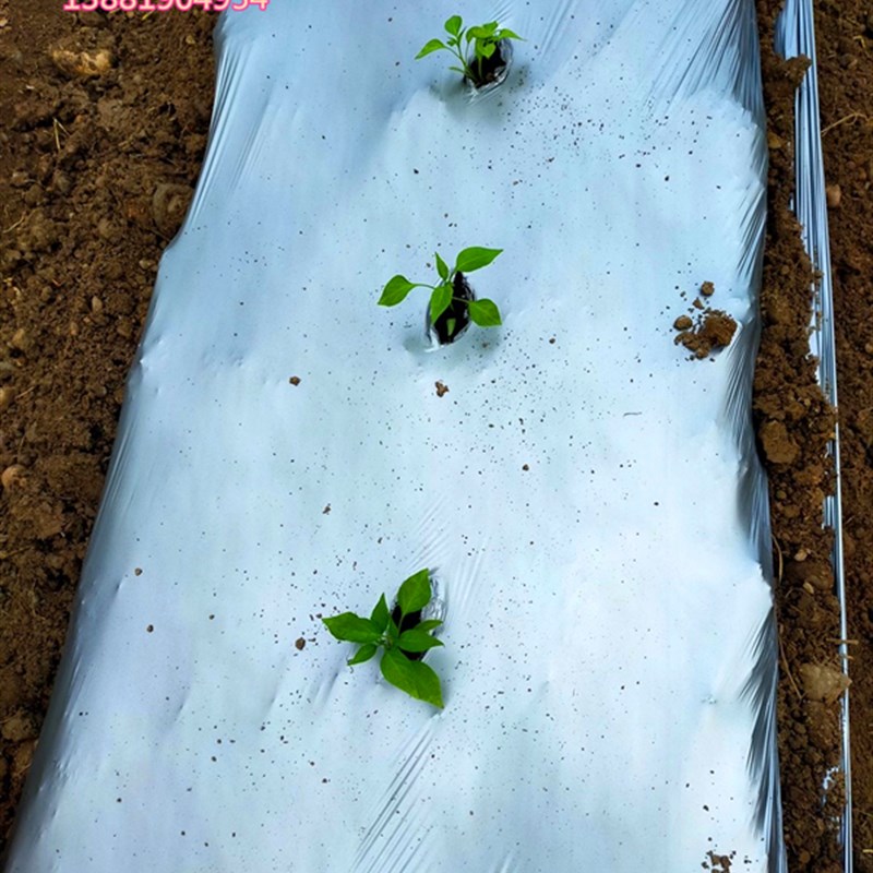 农用塑料薄膜银灰膜双色膜银黑膜反光除草增色草莓地膜大棚农膜