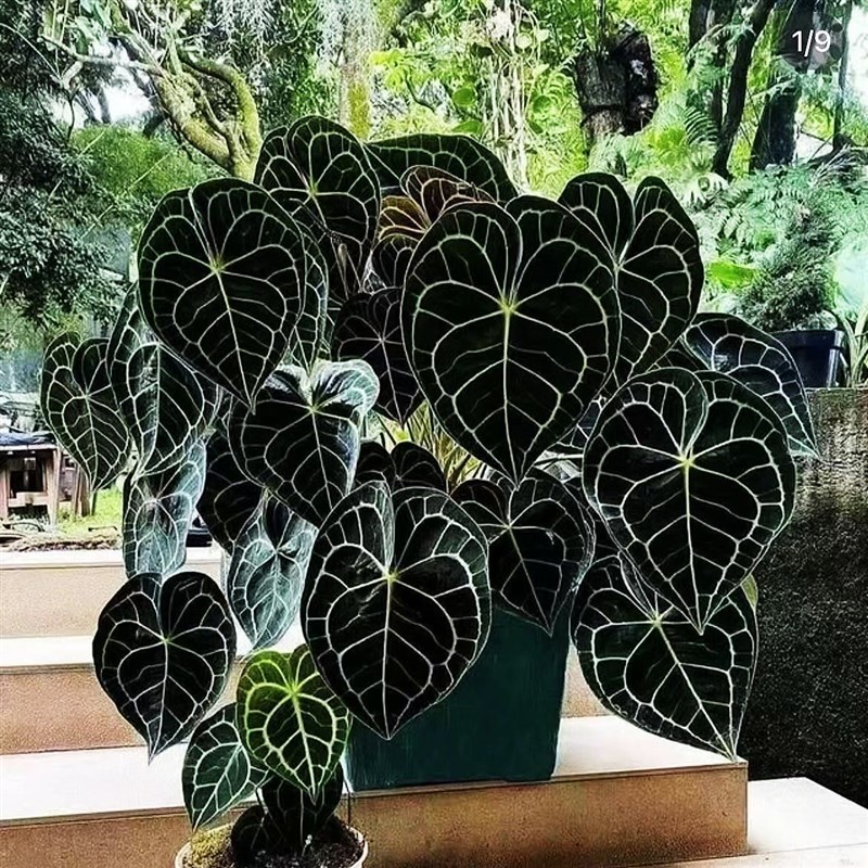 克莱恩花烛水晶盆栽热带丽晶心形大叶片好养室内观叶植物客厅阳台